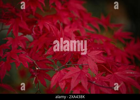 Wunderschöne, leuchtend warme rote Blätter eines japanischen Ahornbaums namens „Acer Palmatum Fireglow“ bei hellem Sonnenschein. Rote Blätter des japanischen Ahornbaums, Acer Stockfoto