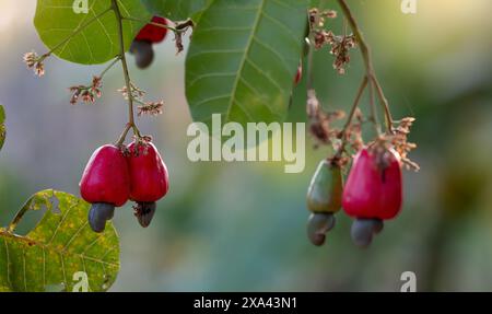 Cashew-Früchte hängen an Anacardium Occidentale-Bäumen. Gesunde Lebensmittel aus Bio-Bauernhöfen. Tropische Landwirtschaft und nachhaltige Landwirtschaft. Cashew Stockfoto