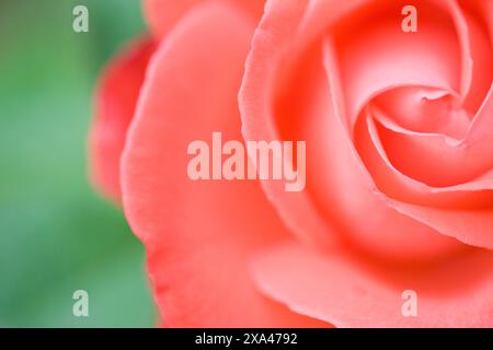 Eine rosa Rose Nahaufnahme Stockfoto