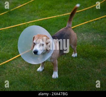 Beagle tragen Buster Hundehalsband Stockfoto