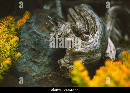 Eine Nahaufnahme einer Baumrinde, die zerrissen und verwittert und dunkelgrauer Stein ist. Gelb-grüne Wildpflanzen wachsen in einem Steingarten. Natürliche Kulisse. Stockfoto