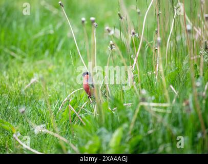 Männlicher Bullfinch (Pyrrhula pyrrhula) unter Löwenzahn auf einem unbewegten Rasen. Stockfoto