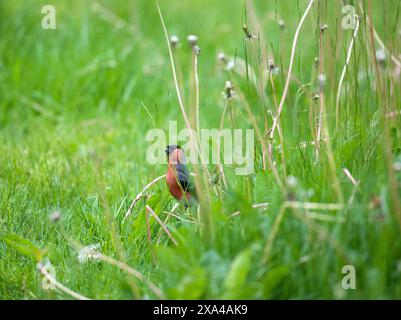 Männlicher Bullfinch (Pyrrhula pyrrhula) unter Löwenzahn auf einem unbewegten Rasen. Stockfoto