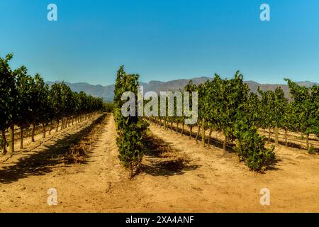 Ein Weinberg unter einem klaren blauen Himmel mit Weinreihen und einer Bergkette im Hintergrund. Stockfoto