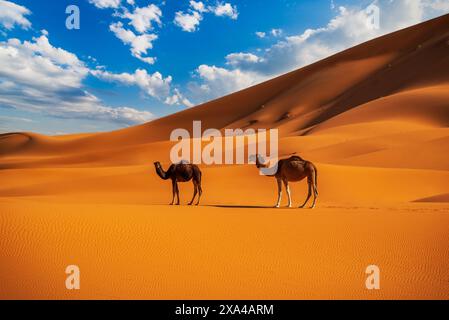 Merzouga, Marokko. Wilde Kamele in der Wüste Erg Chebbi, Sahara - Nordafrika. Stockfoto