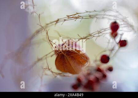 Nahaufnahme einer getrockneten Pflanze mit feinen Zweigen, feinen Haaren und verstreuten roten Beeren vor einem leicht verschwommenen Hintergrund. Stockfoto