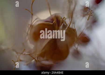Ein Nahbild einer zarten Blume, umhüllt von weichen, lichtdurchlässigen Falten, die eine ätherische und traumhafte Atmosphäre schaffen. Stockfoto