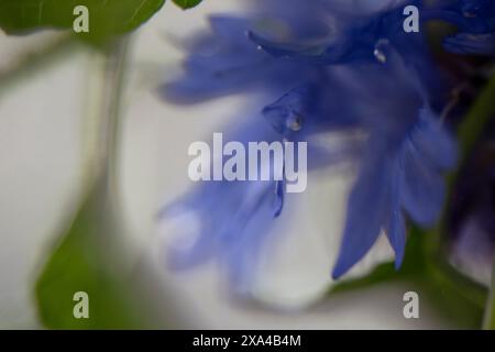 Nahaufnahme eines blauen Blütenblattes mit einem Wassertropfen, das feine Details und Textur vor einem weichen, verschwommenen Hintergrund zeigt. Stockfoto