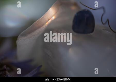 Nahaufnahme eines durchscheinenden, seidigen Stoffes mit glattem blauem Stein, umgeben von weichen violetten Blüten auf einem sanften, verschwommenen Hintergrund. Stockfoto