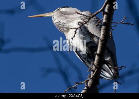 Ein grauer Reiher (Ardea cinerea), der auf einem Baum im Izumi no Mori Park in Kanagawa, Japan, thront. Stockfoto