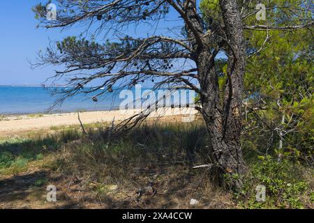 Foto von einem adriatischen Sandstrand mit Kiefernwald in der Nähe von Vrsi, Kroatien Stockfoto