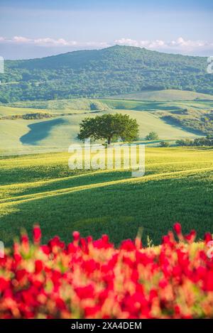 Toskana, Italien. Typisch toskanische Landschaft auf dem Land, rote Blumen, isolierte Bäume, wunderschönes Morgenlicht. Stockfoto