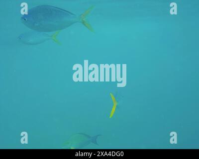 Eine ruhige Unterwasserszene mit vier Fischen, die in klarem blauem Wasser schwimmen. Stockfoto