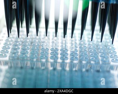 Nahaufnahme einer Mehrkanalpipette, die Proben in eine 96-Well-Mikrotiterplatte für Laboranalysen abgibt. Stockfoto