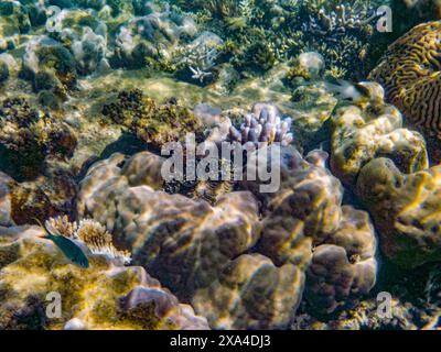 Dieses Bild zeigt eine lebendige Unterwasserszene, die eine Vielzahl von Korallenformationen und Meereslebewesen zeigt, darunter einen kleinen Fisch und einen Meeresstern unter den Riffen. Stockfoto