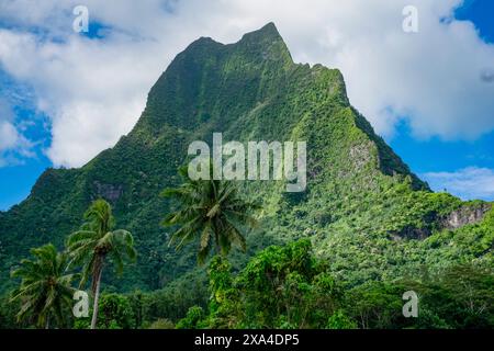 Das Bild zeigt den grünen Gipfel eines üppigen, tropischen Berges mit dichtem grünen Laub unter einem hellblauen Himmel mit einigen Wolken. Palmen sind im Vordergrund sichtbar, was auf ein warmes, feuchtes Klima hinweist. Stockfoto
