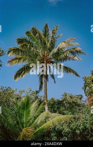 Eine hohe Kokospalme steht vor einem klaren, blauen Himmel, mit sanft wiegenden Wedeln und umgeben von üppigem Grün. Stockfoto