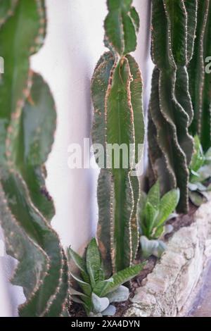 Eine Gruppe von hohen, schlanken Kakteen, die vertikal in einem Gartenbeet an einer weißen Wand wachsen. Die grünen Kakteen haben markante Rippen und sind an der Basis von kleineren saftigen Pflanzen umgeben. Stockfoto