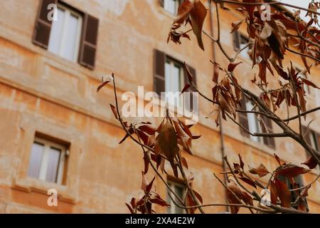 Braune Blätter auf einem Baum im Herbst vor der alten abgenutzten, ausgewaschenen Fassade eines mehrstöckigen Gebäudes in Rom. Gelbes Gefühl Stockfoto