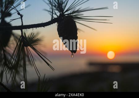 Nahaufnahme einer Silhouette eines Tannenzweiges mit Kegel und Harztropfen beim orangefarbenen Sonnenuntergang auf der Insel Vir in Kroatien Stockfoto