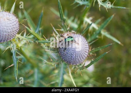 Nahaufnahme eines grünen Rosenkäfers, der auf Klettenblüte im Nördlichen Velebit-Nationalpark in Kroatien sitzt Stockfoto