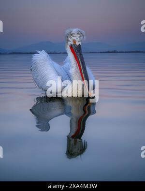 Dalmation Pelican, Lake Kerkini, Central Macdonia, Griechenland, Europa Urheberrecht: JanettexHill 1185-404 REKORDDATUM NICHT ANGEGEBEN Stockfoto