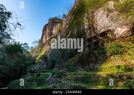 Baumplantagen, Wuyi Mountains, UNESCO-Weltkulturerbe, Fujian, China, Asien Copyright: MichaelxRunkel 1184-10530 REKORDDATUM NICHT ANGEGEBEN Stockfoto