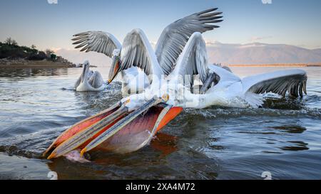 Dalmation Pelican, Lake Kerkini, Central Macdonia, Griechenland, Europa Urheberrecht: JanettexHill 1185-411 REKORDDATUM NICHT ANGEGEBEN Stockfoto