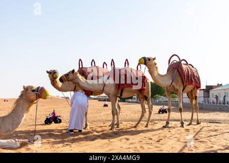 Ein Mann in traditioneller weißer Kleidung steht mit Kamelen in der Wüste von Dubai, den Vereinigten Arabischen Emiraten. Stockfoto