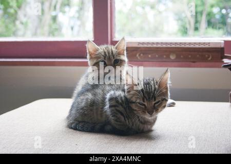 Zwei Kätzchen sitzen dicht beieinander auf einer weichen Oberfläche in der Nähe eines Fensters, wobei ein Kätzchen seinen Kopf auf dem anderen auflegt. Stockfoto