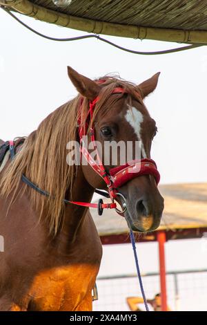 Nahaufnahme eines braunen Pferdes mit rotem Zaumzeug. Stockfoto