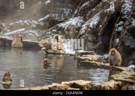Schneeaffen im Snow Monkey Park, Jigokudani, Präfektur Nagano, Honshu, Japan, Asien Copyright: LauraxGrier 1218-1879 REKORDDATUM NICHT ANGEGEBEN Stockfoto