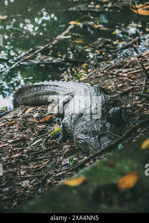 Ein imposanter Alligator wird am Blattufer eines Flusses gefangen, umgeben von dickem Grün, in einem natürlichen Lebensraum in Recreio dos Bande Stockfoto