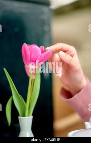 Sanfte Berührung mit einer rosa Tulpe in einer weißen Vase vor verschwommenem Hintergrund. Stockfoto