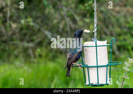 Ein gewöhnlicher Star, Sturnus vulgaris, sitzt auf einem Gartenfettfutter. Stockfoto