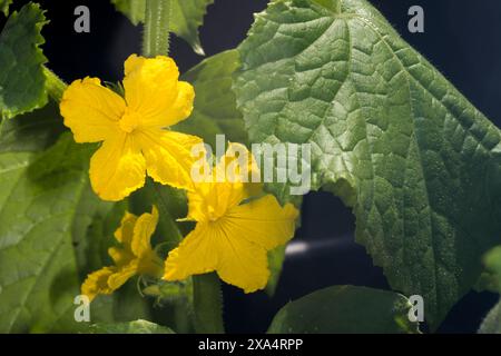 Blumen auf Marketmore 76 Gurkenpflanze, Cucumis sativus, wächst in einem Gewächshaus. Stockfoto