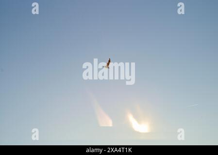 Ein einsamer Vogel schwingt in einem klaren blauen Himmel, während die Sonne Lichtstrahlen durch verstreute Wolken wirft. Stockfoto