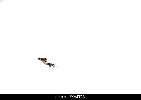Kunstporträt des Alpenmolchs (Ichthyosaura alpestris) Stockfoto