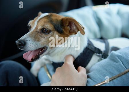 Ein Jack-Russell-Terrier-Hund, der ein Gurtzeug trägt, sitzt in einem Auto und sieht zur Seite, während die Hand ihn streichelt. Stockfoto