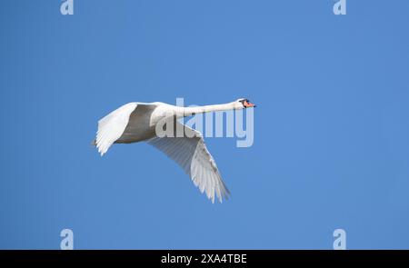 Höckerschwan (Cygnus Olor) Stockfoto