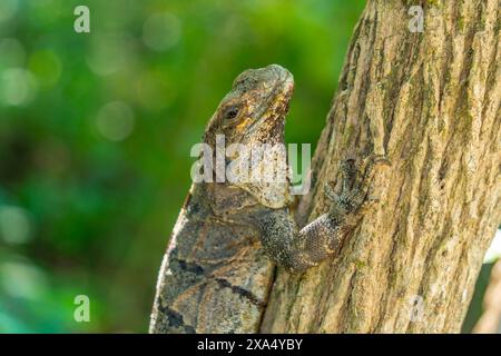 Blick auf großen Leguan, Tulum, Quintana Roo, Karibikküste, Yucatan Halbinsel, Riviera Maya, Mexiko, Nordamerika Copyright: FrankxFell 844-32808 RE Stockfoto