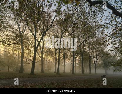 Eine ruhige Parkszene mit hohen Bäumen, umgeben von sanftem Nebel bei Sonnenaufgang, mit einem Hauch von Sonnenlicht durch den Nebel. Stockfoto