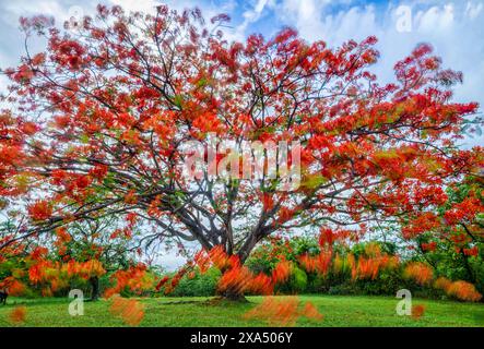 Leuchtend roter poinciana-Baum in voller Blüte vor bewölktem Himmel mit grünem Gras an der Basis. Stockfoto