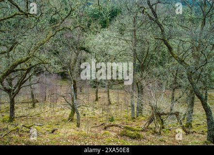 Eine ruhige Waldlandschaft mit moosbedeckten Bäumen und einem Teppich aus grünem Laub unter bewölktem Himmel. Stockfoto