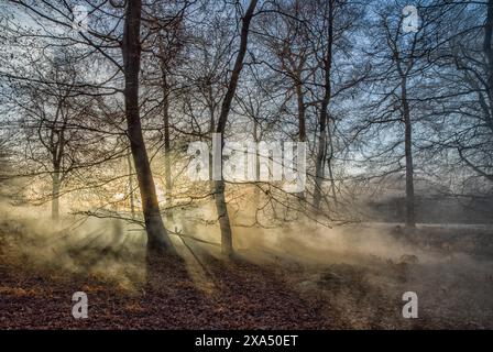 Sonnenstrahlen durchdringen einen nebeligen Wald bei Sonnenaufgang und beleuchten das Laub und die kargen Äste. Stockfoto