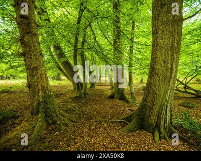 Sonnenlicht filtert durch das grüne Baldachin eines dichten, grünen Waldes und beleuchtet den Waldboden, der mit gefallenen Blättern bedeckt ist. Stockfoto