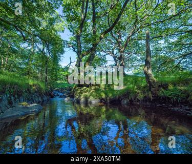 Ruhiger Fluss, der durch einen üppigen Wald fließt, mit Sonnenlicht, das durch das Baldachin gefiltert wird. Stockfoto
