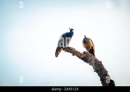 Ein lebendiger Pfau im Ranthambore-Nationalpark, Indien Stockfoto