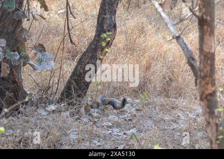 Ein Mungos im Ranthambore Nationalpark, Sawai Madhopur, Rajasthan, Indien Stockfoto