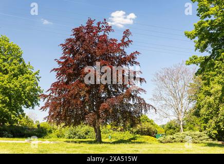 Blutbuche Fagus sylvatica f. purpurea am Rotheplatz, Leipzig-Schönefeld, Sachsen, Deutschland *** Buche Fagus sylvatica f purpurea at Rothepl Stockfoto